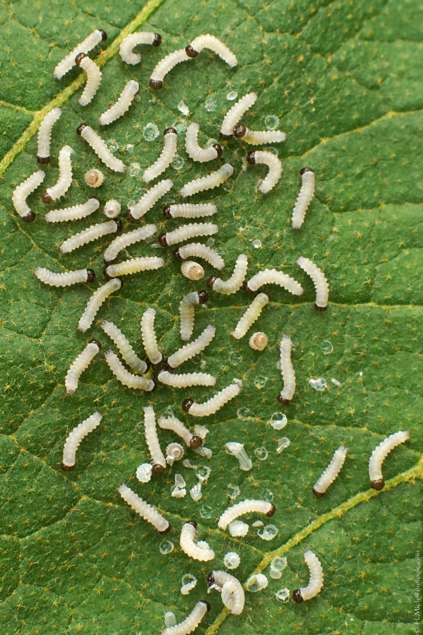 Studio-One.Art.br Repo Fotografia em Rio Preto SP/Brasil