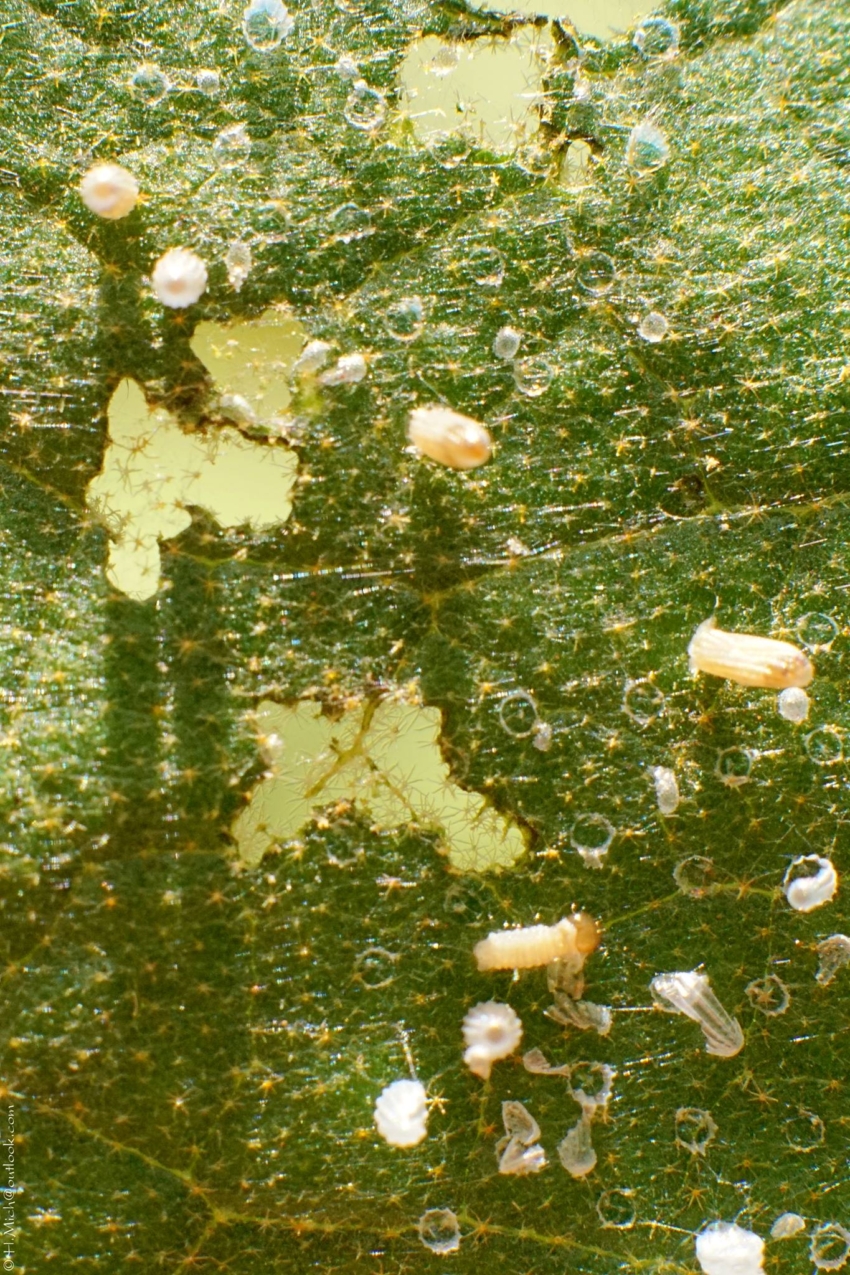 Studio-One.Art.br Repo Fotografia em Rio Preto SP/Brasil