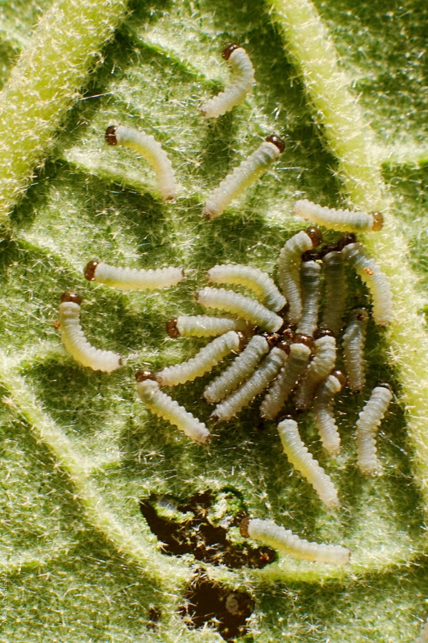 Studio-One.Art.br Repo Fotografia em Rio Preto SP/Brasil