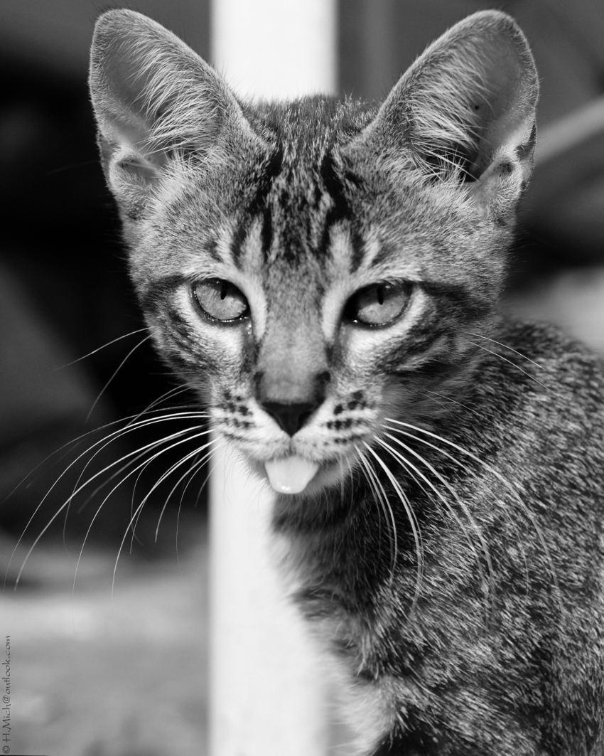 Studio-One.Art.br Repo Fotografia em Rio Preto SP/Brasil