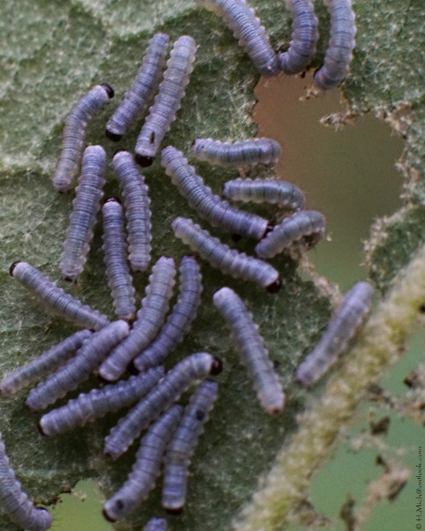 Studio-One.Art.br Repo Fotografia em Rio Preto SP/Brasil