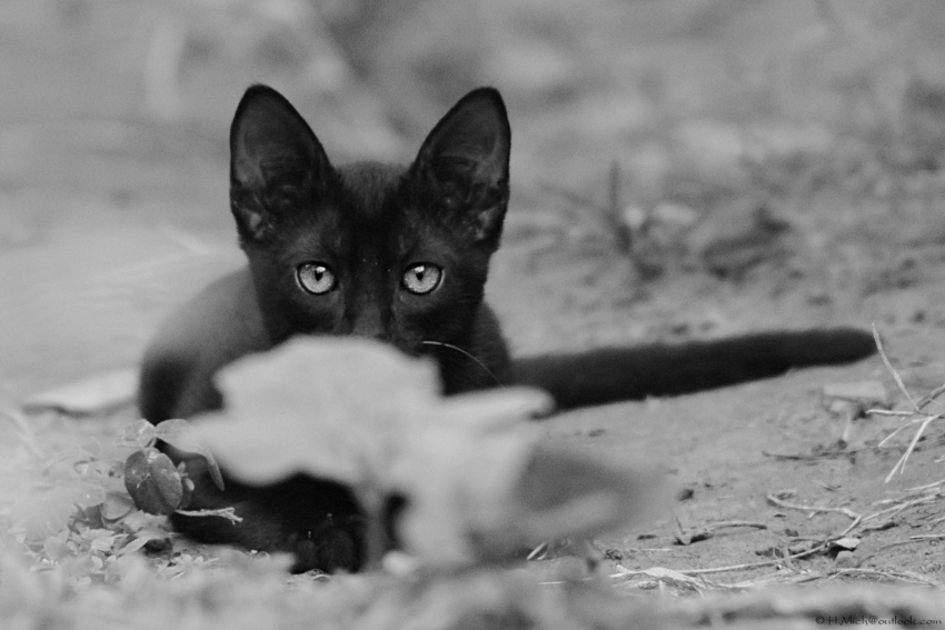 Studio-One.Art.br Repo Fotografia em Rio Preto SP/Brasil