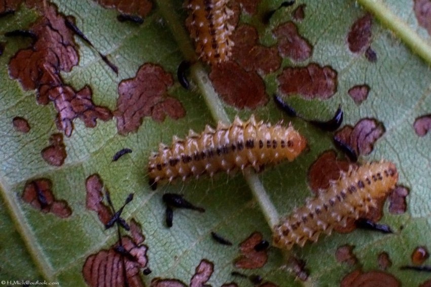 Studio-One.Art.br Repo Fotografia em Rio Preto SP/Brasil