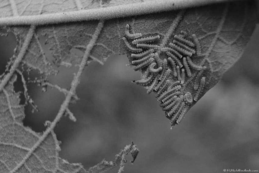 Studio-One.Art.br Repo Fotografia em Rio Preto SP/Brasil