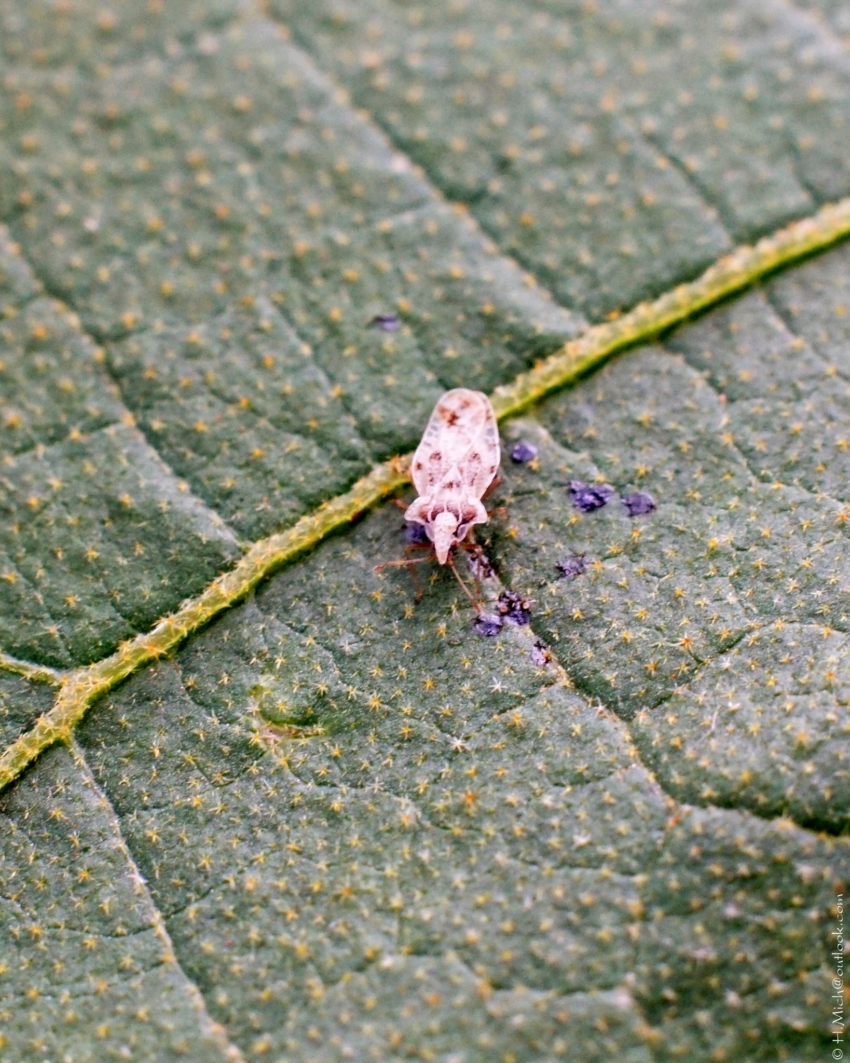 Studio-One.Art.br Repo Fotografia em Rio Preto SP/Brasil