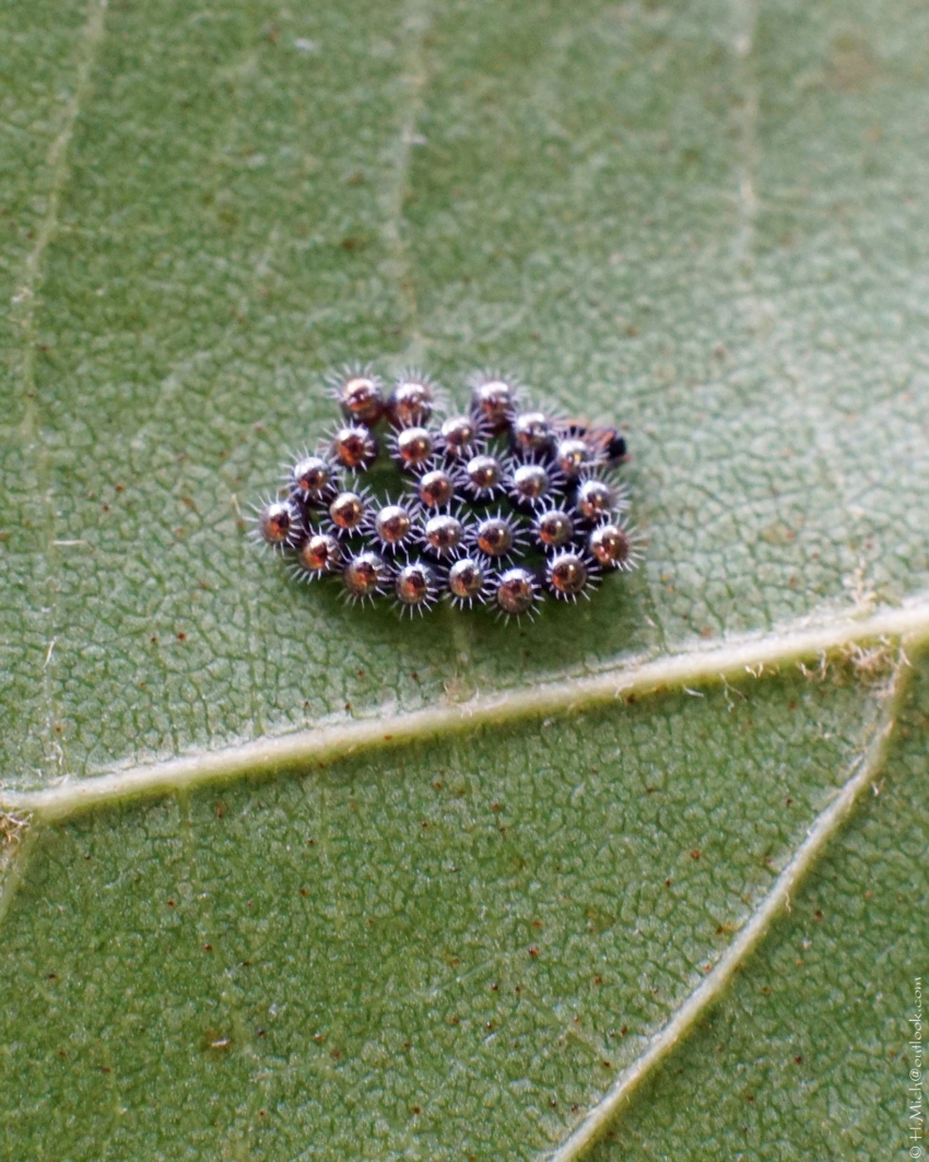 Studio-One.Art.br Repo Fotografia em Rio Preto SP/Brasil