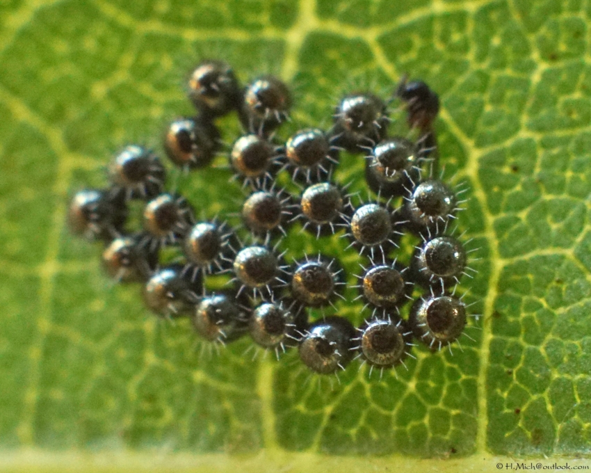 Studio-One.Art.br Repo Fotografia em Rio Preto SP/Brasil