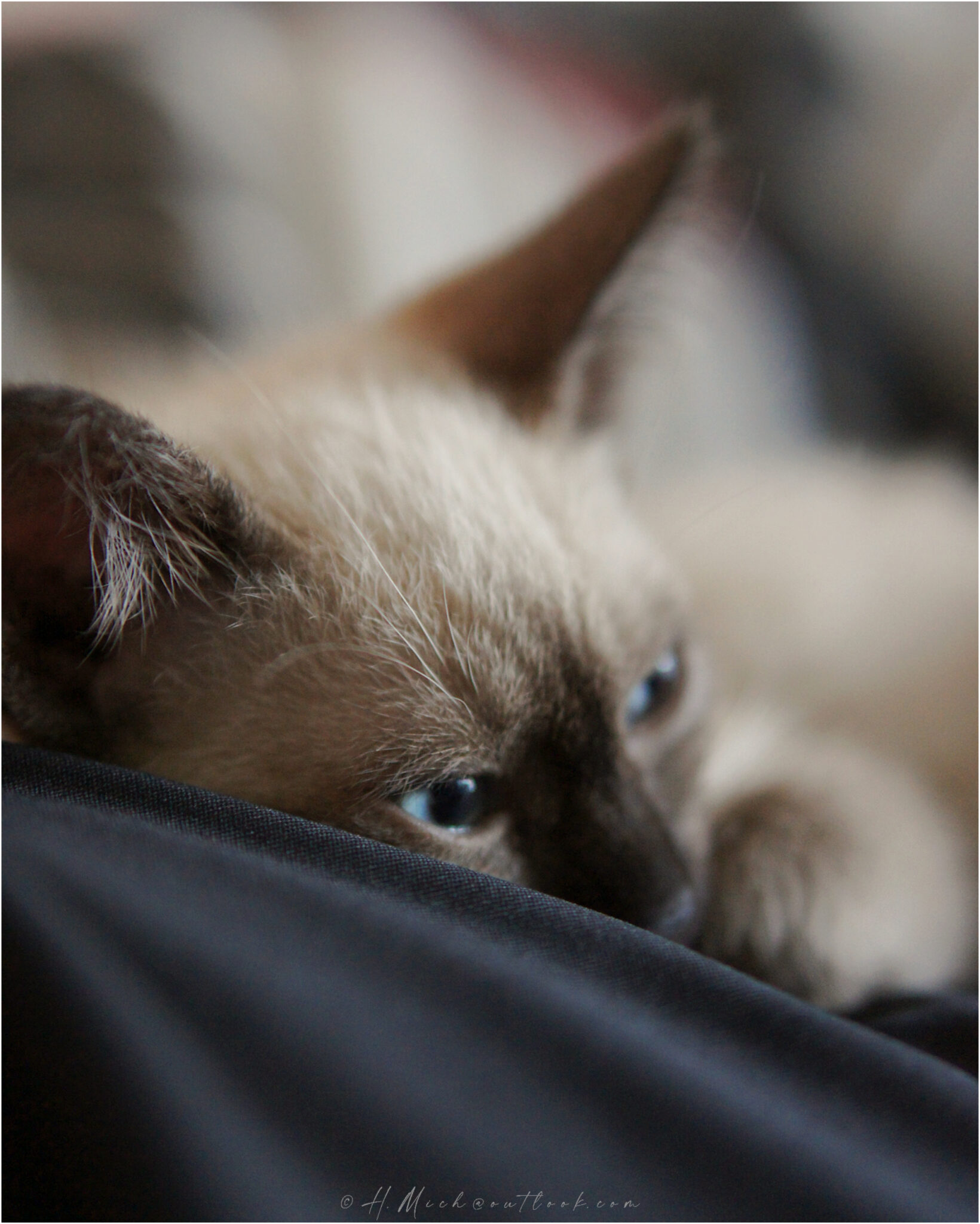 Meus Gatos …
