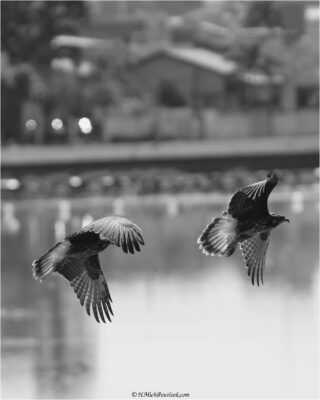 © H.mich@outlook.com