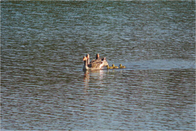 Ave Gans Familie Dsc03914