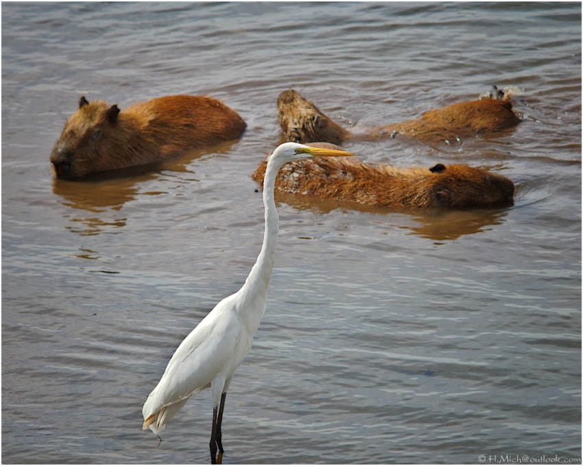 Aves-20210512-0711-1546