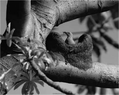 Aves e Pássaros na natureza © H.mich@outlook.com