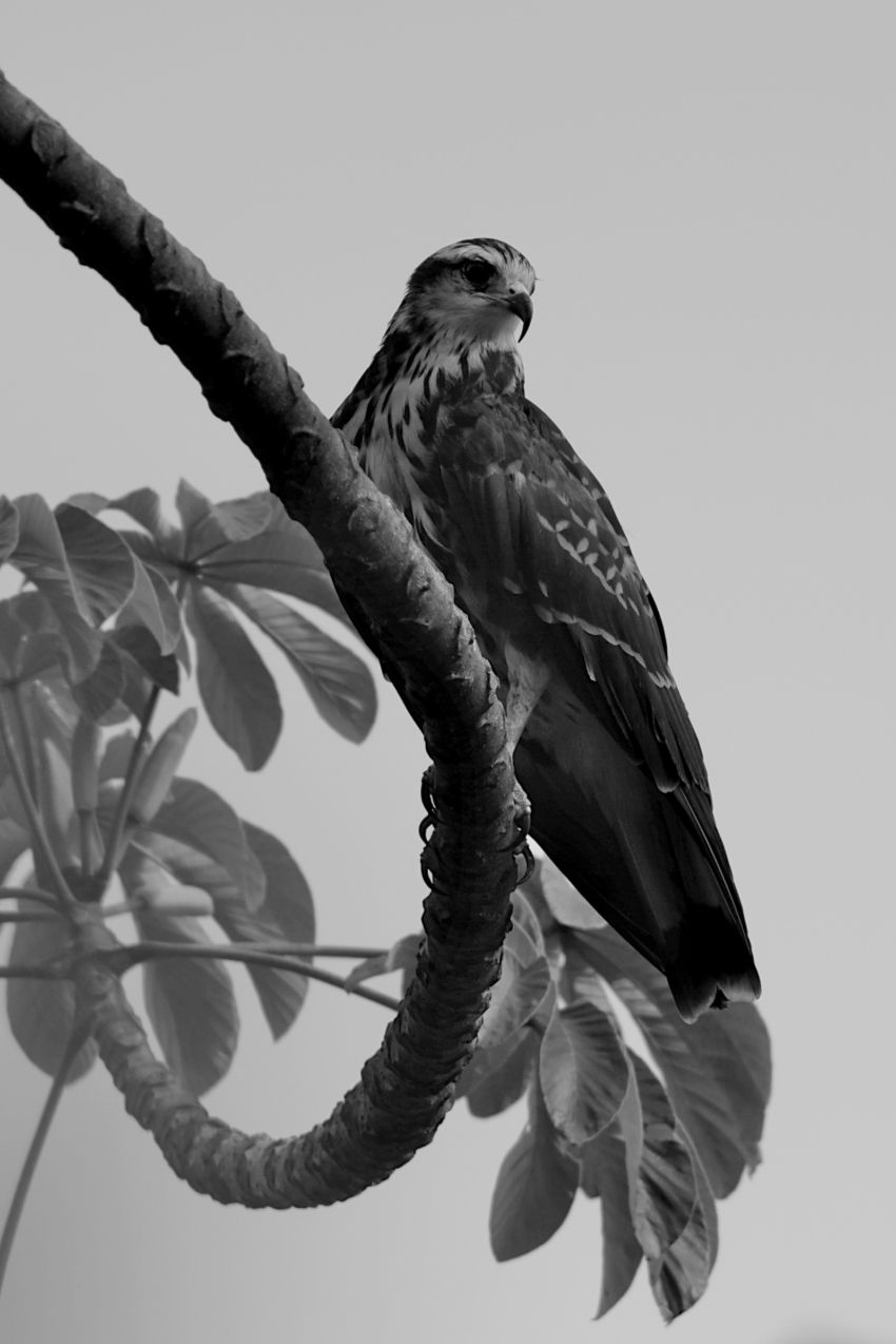 Studio-One.Art.br Repo Fotografia em Rio Preto SP/Brasil