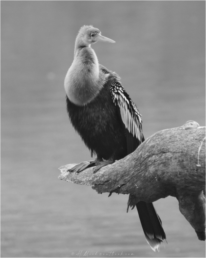 Studio-One.Art.br Repo Fotografia em Rio Preto SP/Brasil