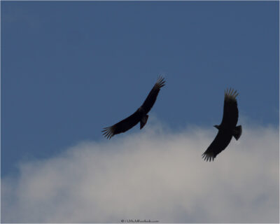© H.mich@outlook.com
