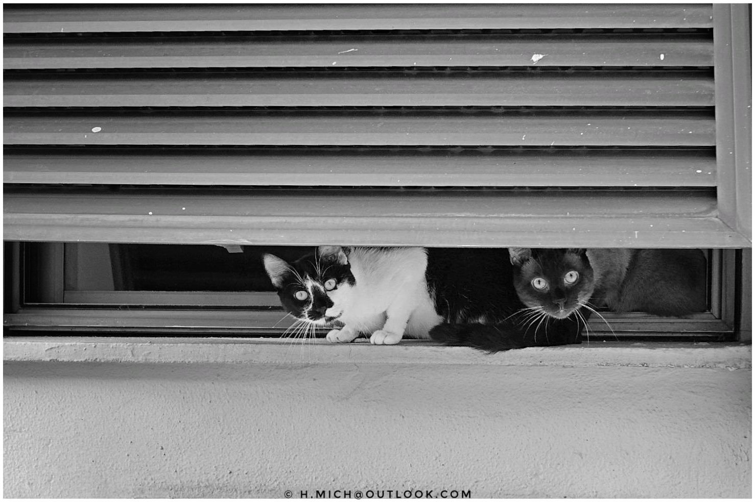 StudioOne Repo – Fotografia PB de dois gatos olhando para fora de uma janela.