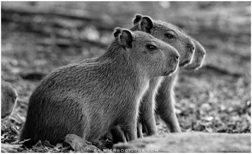 StudioOne Repo – Fotografia PB de dois Capybaras sentados na grama.