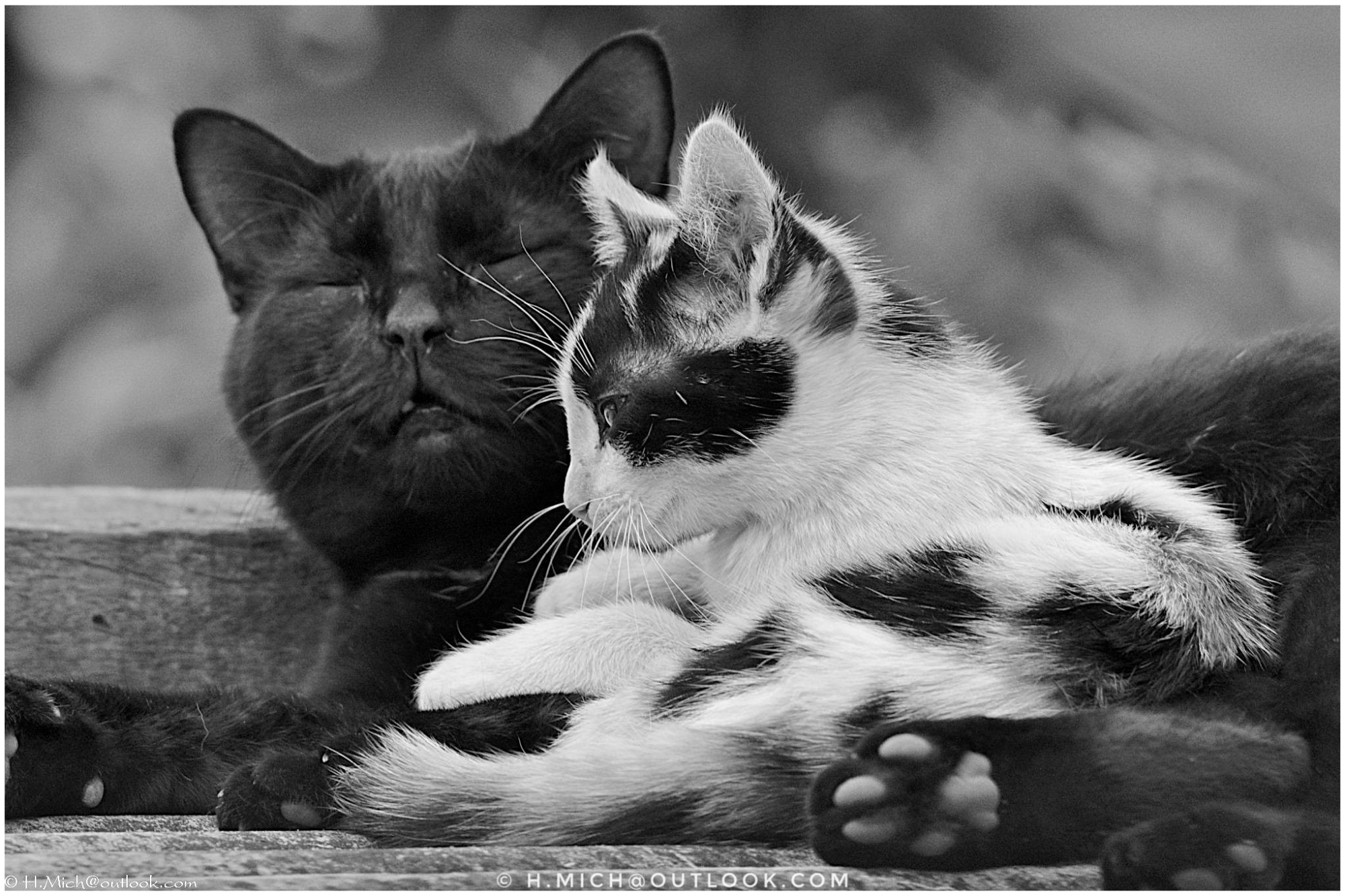 StudioOne Repo – Fotografia PB de dois gatos deitados em um banco.