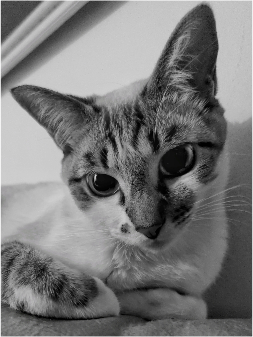 Studio-One.Art.br Repo Fotografia em Rio Preto SP/Brasil