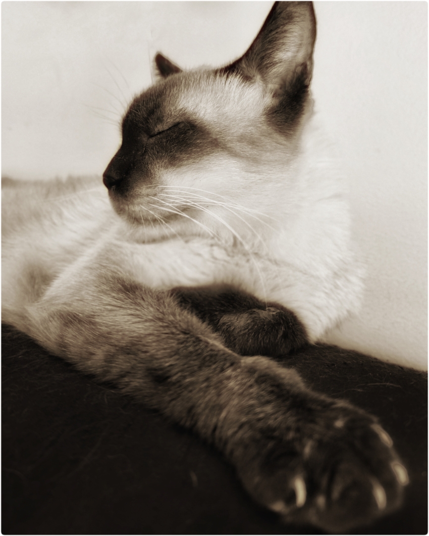 Studio-One.Art.br Repo Fotografia em Rio Preto SP/Brasil