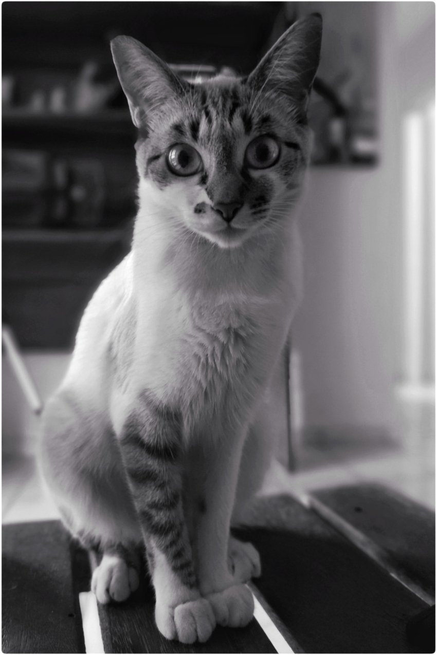 Studio-One.Art.br Repo Fotografia em Rio Preto SP/Brasil