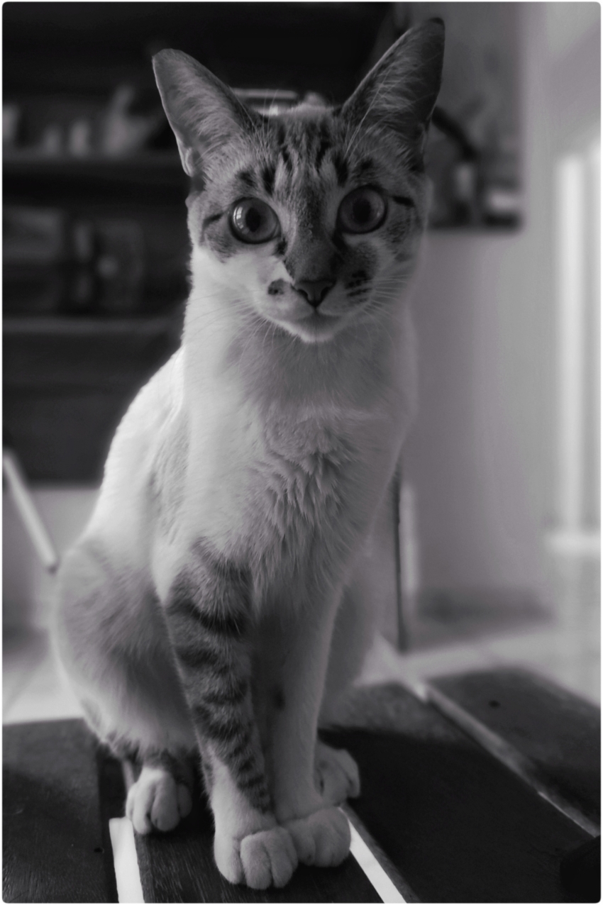 Studio-One.Art.br Repo Fotografia em Rio Preto SP/Brasil