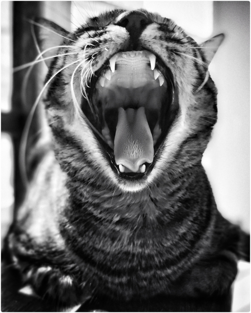 Studio-One.Art.br Repo Fotografia em Rio Preto SP/Brasil