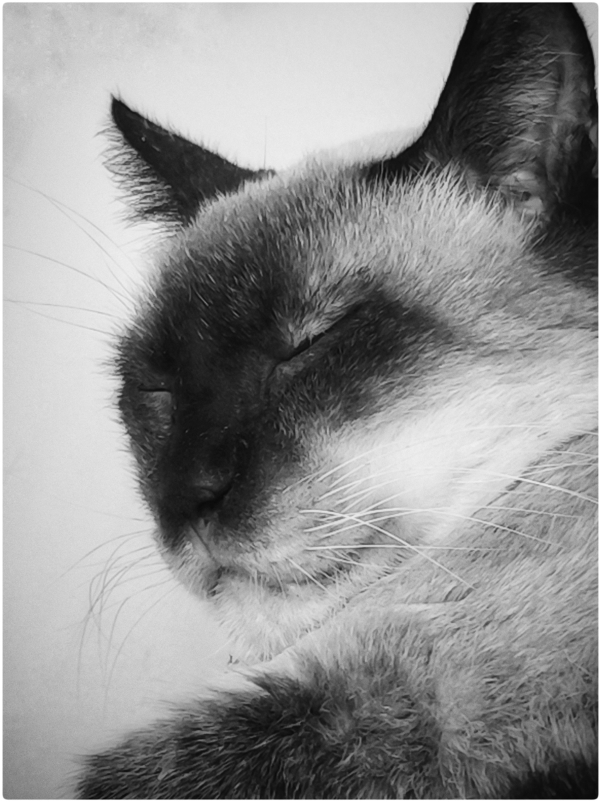 Studio-One.Art.br Repo Fotografia em Rio Preto SP/Brasil