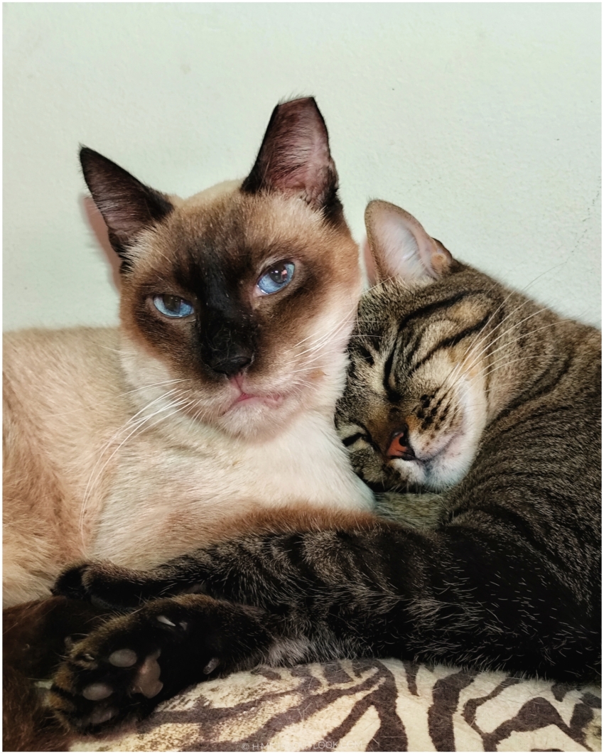 Studio-One.Art.br Repo Fotografia em Rio Preto SP/Brasil