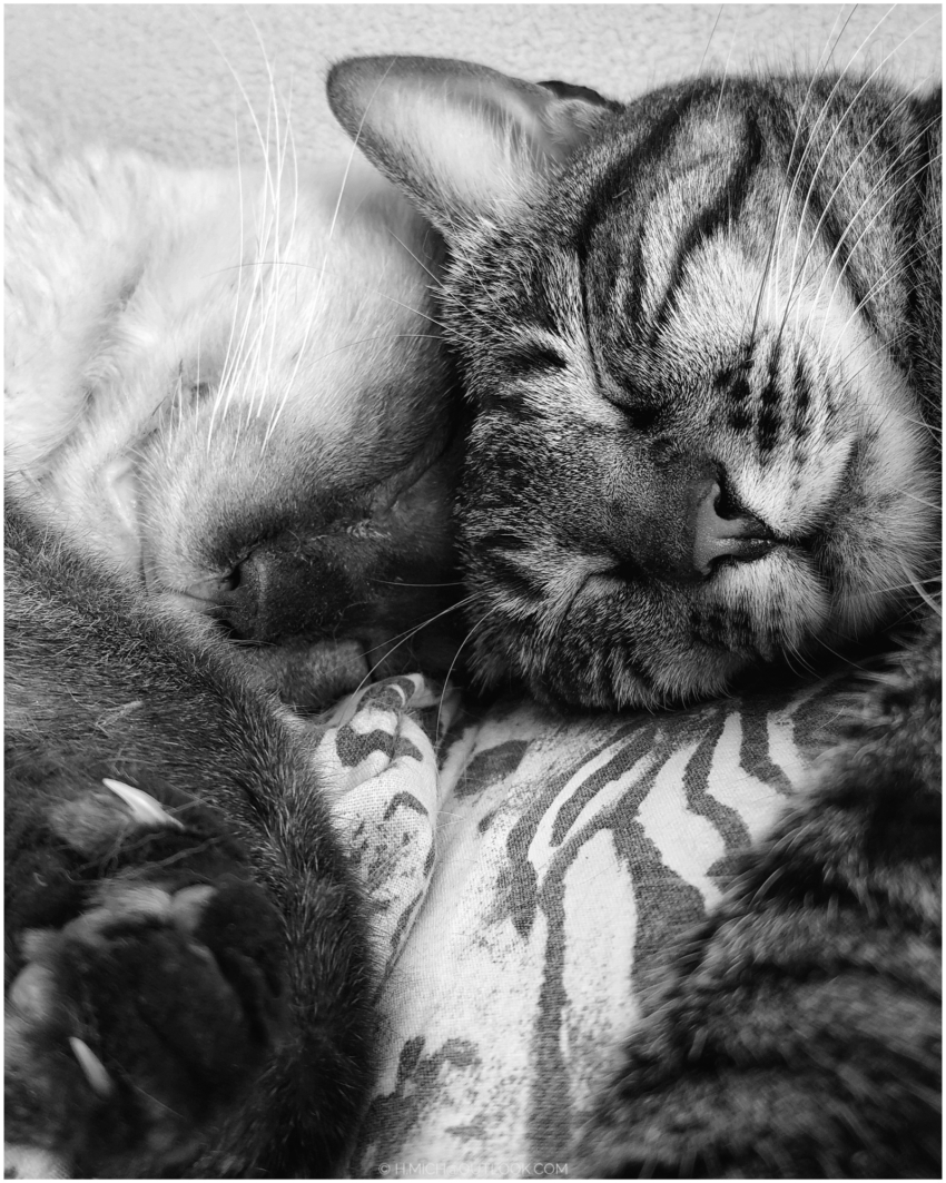 Studio-One.Art.br Repo Fotografia em Rio Preto SP/Brasil