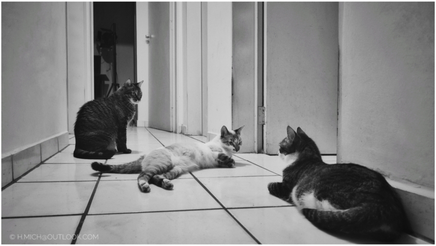 Studio-One.Art.br Repo Fotografia em Rio Preto SP/Brasil