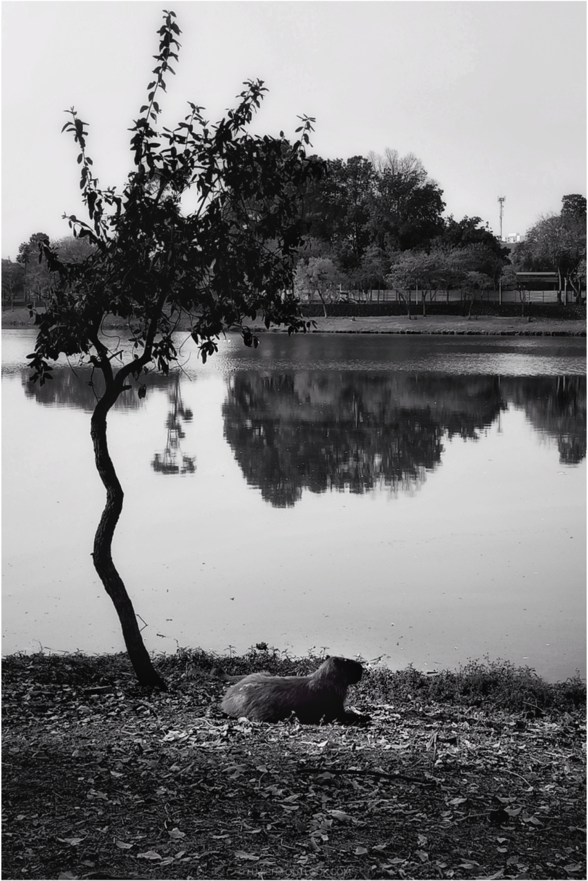 Studio-One.Art.br Repo Fotografia em Rio Preto SP/Brasil