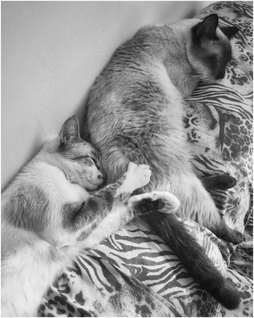 Studio-One.Art.br Repo Fotografia em Rio Preto SP/Brasil