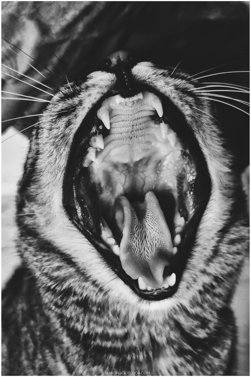 Studio-One.Art.br Repo Fotografia em Rio Preto SP/Brasil