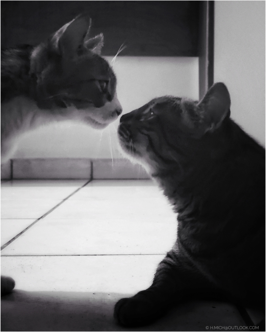 Studio-One.Art.br Repo Fotografia em Rio Preto SP/Brasil