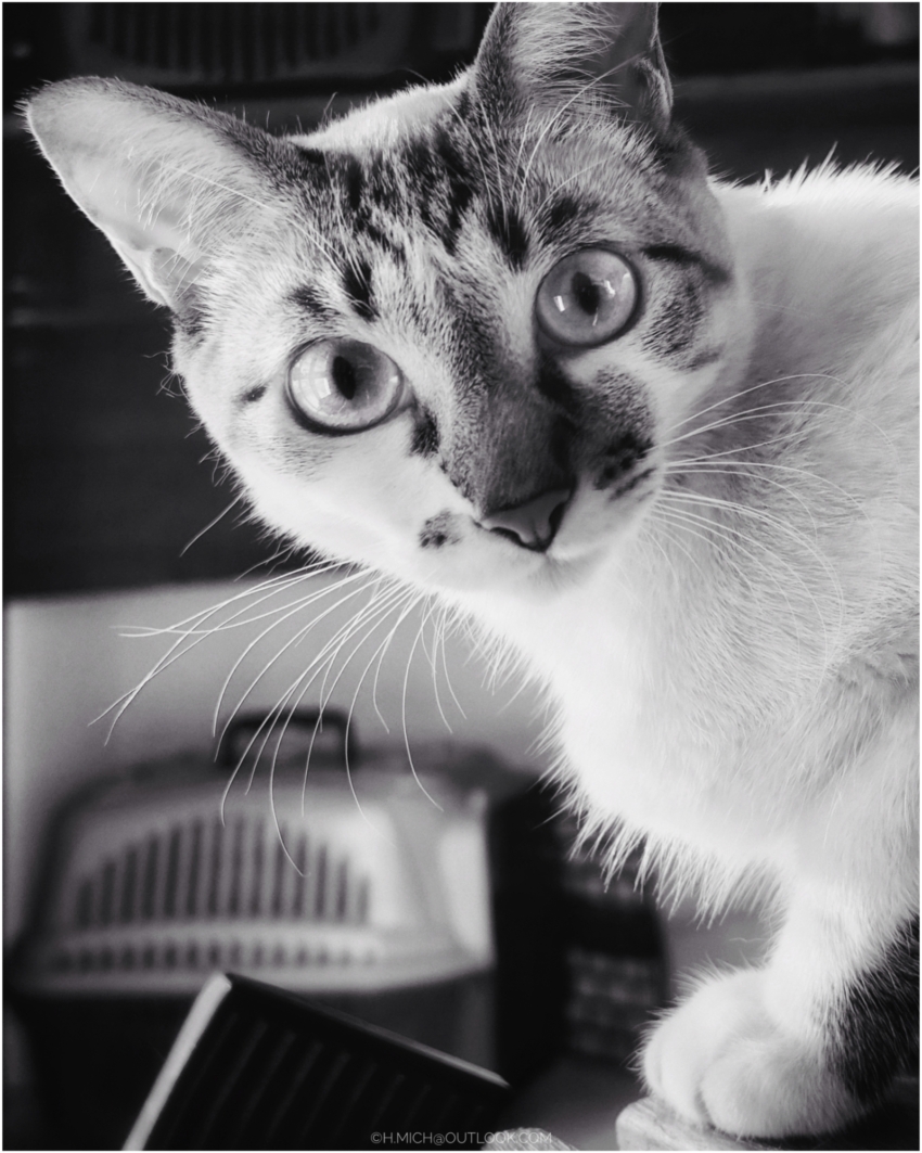 Studio-One.Art.br Repo Fotografia em Rio Preto SP/Brasil