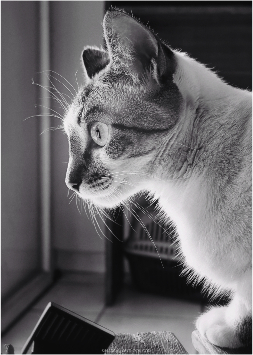 Studio-One.Art.br Repo Fotografia em Rio Preto SP/Brasil