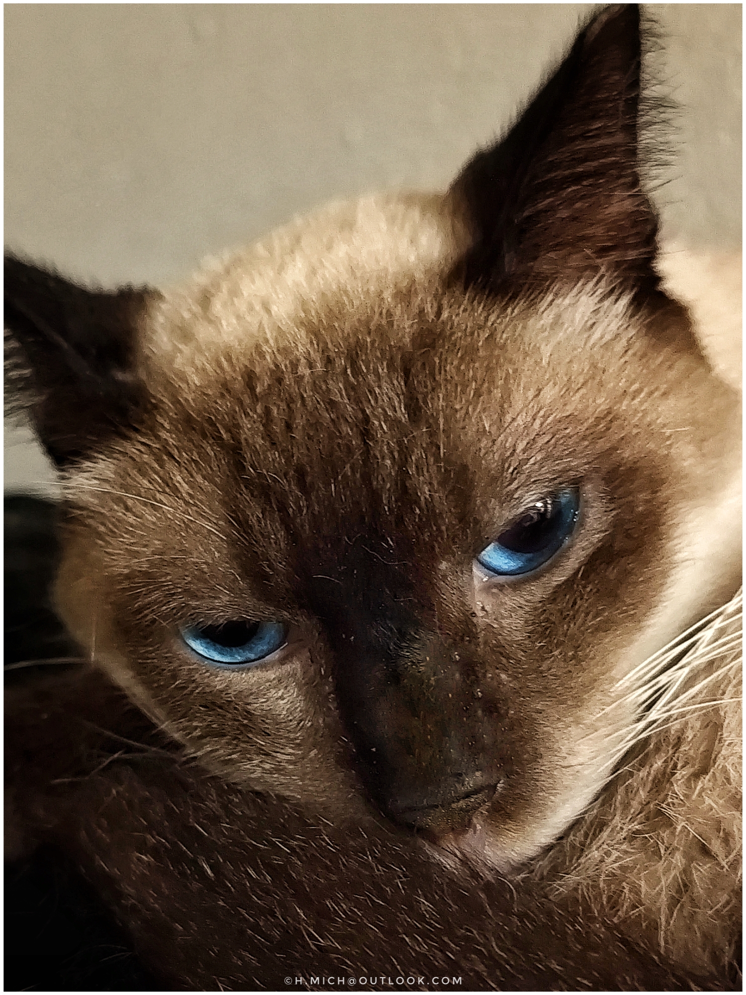 meu gato pensa ser tigre …