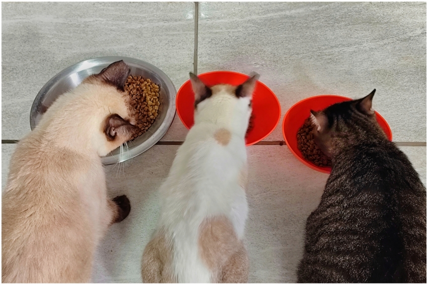 Diarium.Studio-One.Art.Br Three cats eating from bowls (c) h.mich@studio-one.art.br