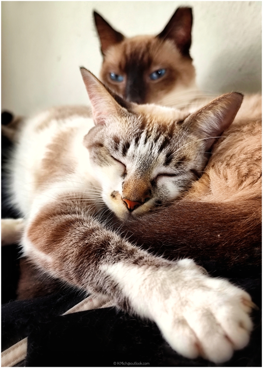 Diarium.Studio-One.Art.Br two Siamese cats sleeping peacefully (c) h.mich@studio-one.art.br