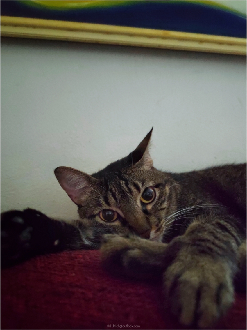 Diarium.Studio-One.Art.Br Relaxed tabby cat on a couch (c) h.mich@studio-one.art.br