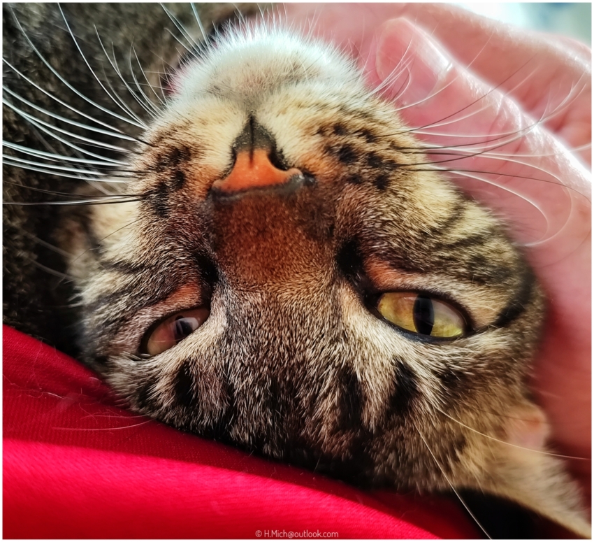 Diarium.Studio-One.Art.Br Brown tabby cat lying upside (c) h.mich@studio-one.art.br