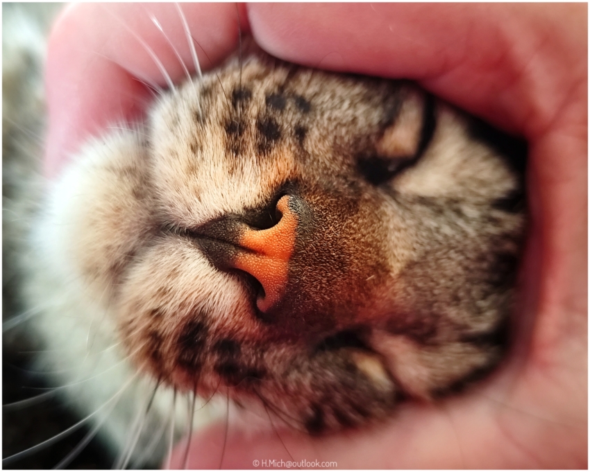 Diarium.Studio-One.Art.Br Relaxed cat face in hand (c) h.mich@studio-one.art.br