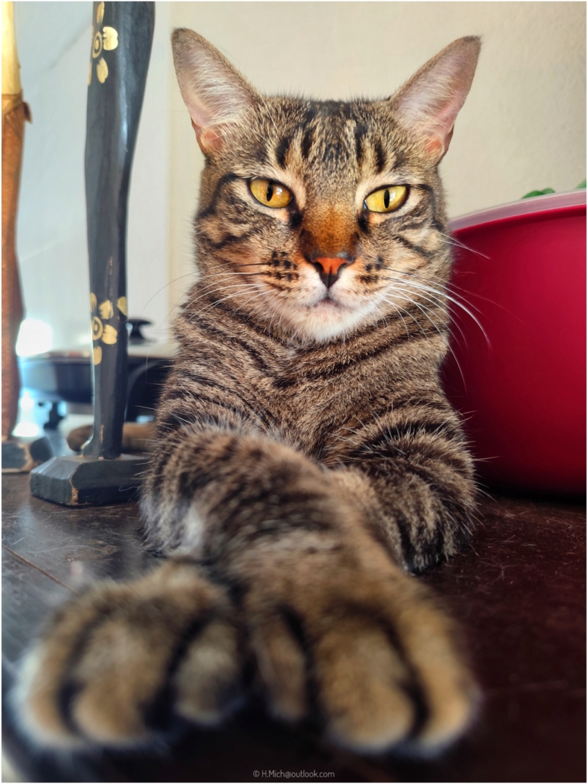 Diarium.Studio-One.Art.Br Tabby cat with piercing gaze (c) h.mich@studio-one.art.br
