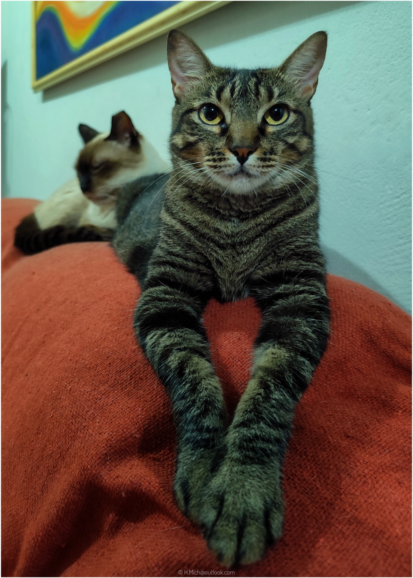 Diarium.Studio-One.Art.Br - Gatos relaxando em sofá acolhedor - ©h.mich@studio-one.art.br