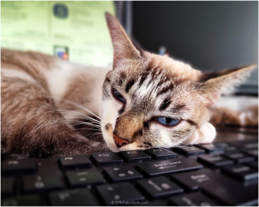 Diarium.Studio-One.Art.Br - Um gato com pelo castanho claro e branco, com olhos azuis, está descansando sua cabeça em um teclado de computador. Sua expressão parece relaxada e levemente sonolenta. O fundo desfocado mostra uma tela de computador, sugerindo um ambiente de home office. - (c) H.Mich
