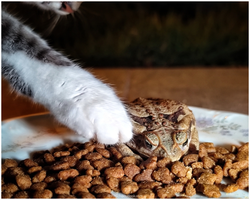 Diarium.Studio-One.Art.Br - A pata de um gato alcança a ração seca em um prato, onde um sapo está sentado entre a ração. A cena é iluminada para destacar as texturas contrastantes do pelo do gato, da pele do sapo e da ração. O fundo é desfocado, focando a atenção na interação. - (c) H.Mich