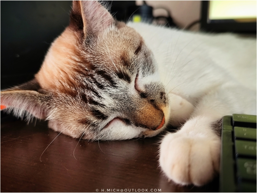 Diarium.Studio-One.Art.Br - Um close-up de um gato dormindo com pelo marrom claro e branco descansando sua cabeça em uma superfície de madeira. Os olhos do gato estão fechados, e sua pata é visível perto de um teclado no primeiro plano. O fundo está levemente desfocado, sugerindo um ambiente interno. - (c) H.Mich