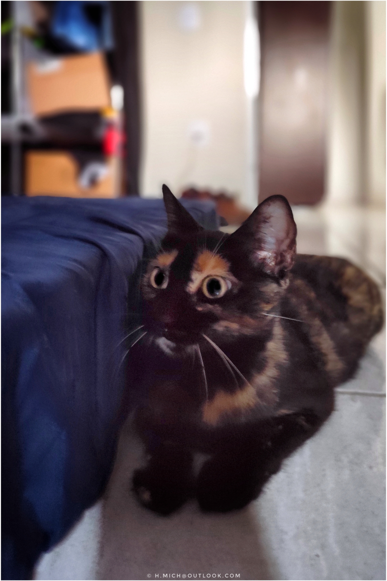 integração de uma gatinha