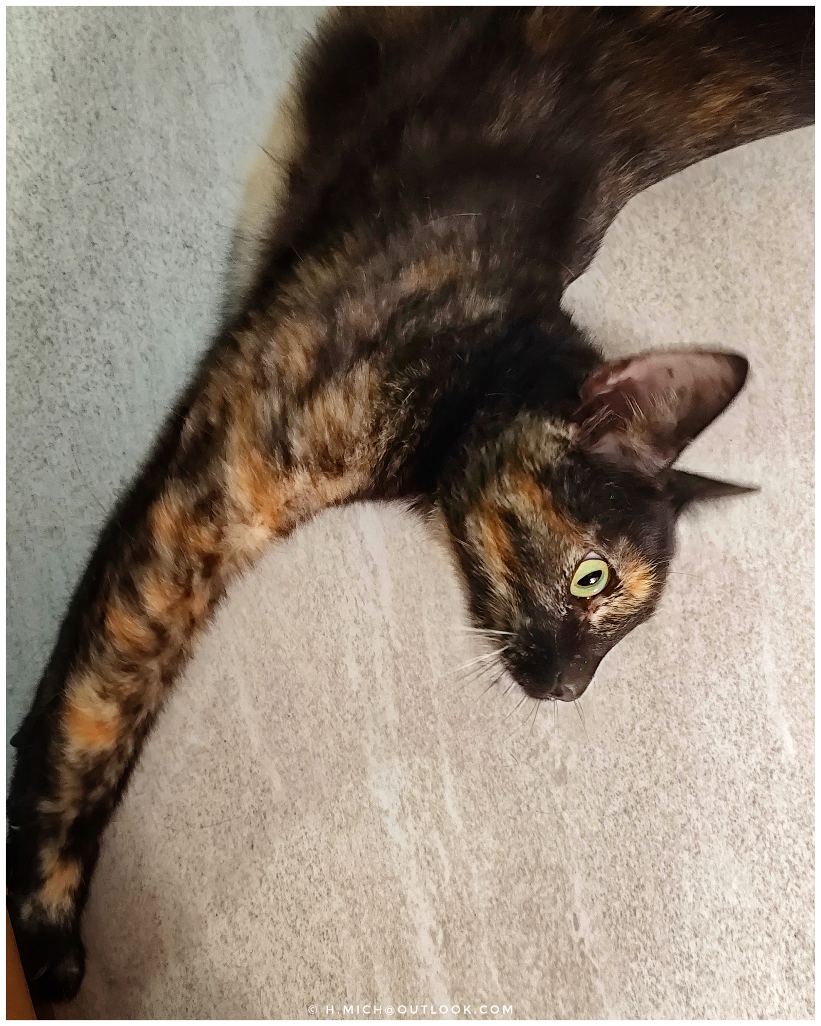 escuta seu gato ….